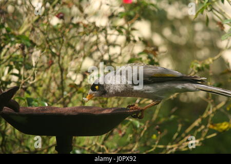 Noisey Miner alimentare Foto Stock