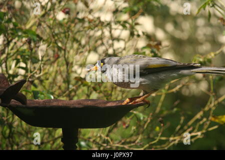 Noisey Miner avanzamento sul pane Foto Stock