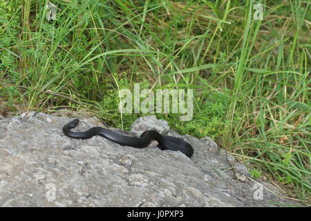 Il serpente si crogiola su pietre calde. Vipera berus, della politica europea comune in materia di sommatore, politica europea comune in materia di Viper. Foto Stock