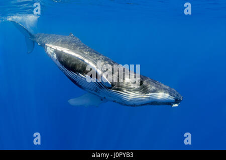 Humpback Whale, Megaptera novaeangliae, Hawaii, STATI UNITI D'AMERICA Foto Stock