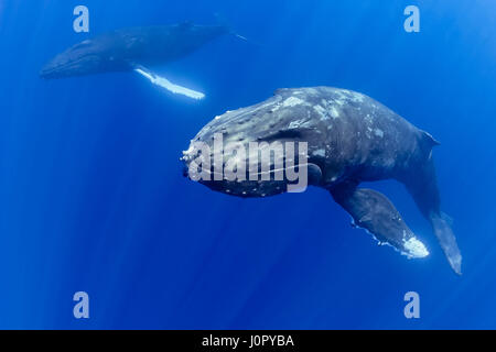 Humpback Whale, comportamento di corteggiamento, Megaptera novaeangliae, Hawaii, STATI UNITI D'AMERICA Foto Stock