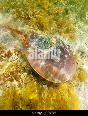 Atlantico granchio a ferro di cavallo, Limulus polyphemus, Florida, Stati Uniti d'America Foto Stock