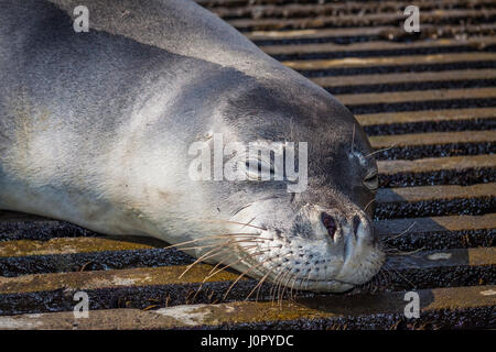 Hawaiian Foca monaca, Monachus schauinslandi, Hawaii, STATI UNITI D'AMERICA Foto Stock