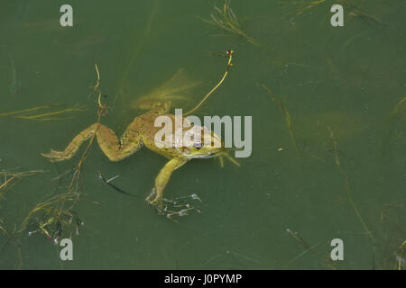 Una grande rana verde nuota in acqua lungo il lago Foto Stock