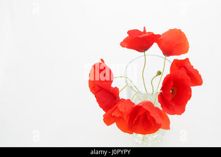 Sfondo bianco con posto vuoto per iscrizione con bouquet papaveri rossi in un vetro trasparente Foto Stock