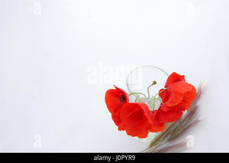 Sfondo bianco con posto vuoto per iscrizione con bouquet papaveri rossi in un vetro trasparente su un foglio bianco con spighe di grano Foto Stock