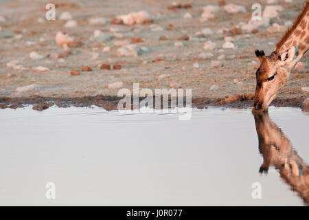 Giraffe bere a waterhole Foto Stock