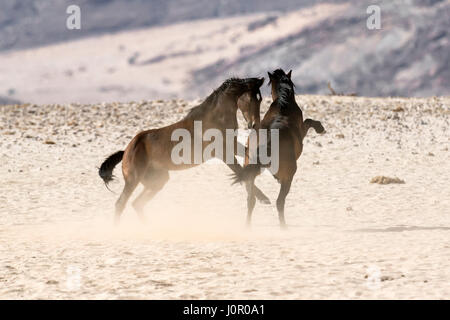 Wild Deserto Namibiano cavalli combattimenti Foto Stock