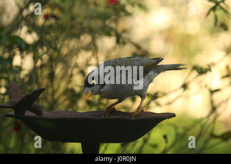 Noisey minatore australiano uccello nativo Foto Stock