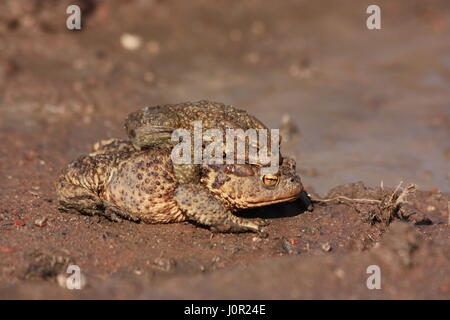 Ritratto di una coppia di accoppiamento Rospo comune (Bufo bufo) Foto Stock