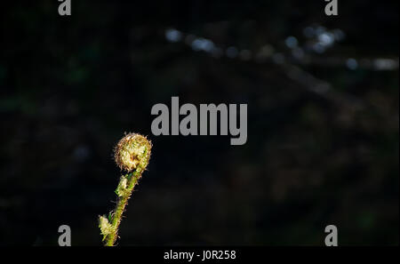 Unico arrotolata in felce scura foresta.Bosco vicino a Westport lago,Staffordshire, Regno Unito.Natura Uk,forest floor crescita in primavera.Primavera Uk. Foto Stock