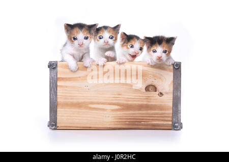 Adorabili Box di 3 settimana di età Baby gattini in attesa di essere adottata Foto Stock