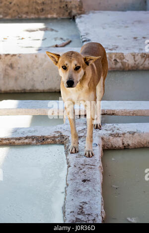 Cane in conceria Medina Marrakech marocco Foto Stock