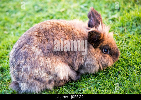 Marrone coniglio birichino sull'erba verde Foto Stock