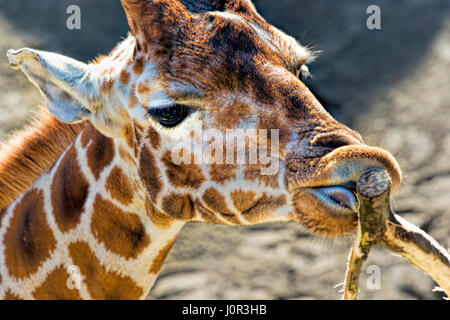 La giraffa mangiare corteccia tree Foto Stock