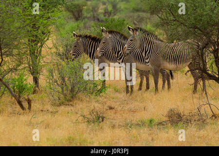 Di Grevy zebra (Equus grevyi) tre zebre piedi tra spazzola, Samburu riserva nazionale, Kenya Foto Stock