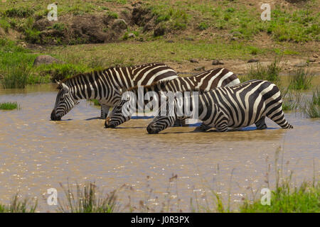 Zebra comune (Equus burchellii) tre zebre in piedi in una piscina di acqua potabile, il Masai Mara riserva nazionale, Kenya Foto Stock