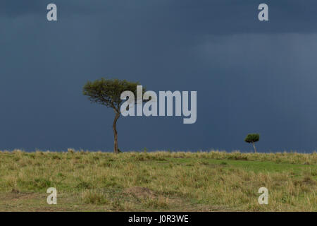 Acacia sotto nuvole di tempesta, il Masai Mara riserva nazionale, Kenya Foto Stock