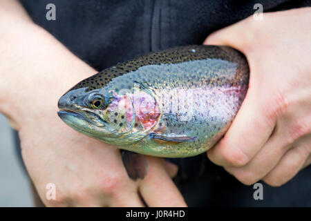 Maschio di mani tenendo la trota arcobaleno in azienda Foto Stock
