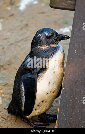 Penguin nel santuario degli uccelli Foto Stock