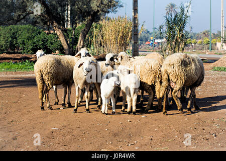 Gregge di pecore Foto Stock