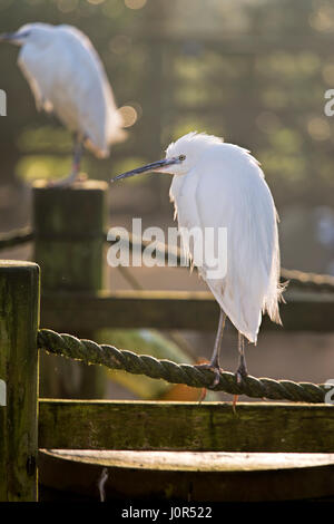 Garzetta Egretta garzetta Foto Stock