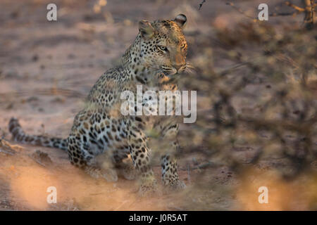 Leopard in Etosha National Park, Namibia Foto Stock