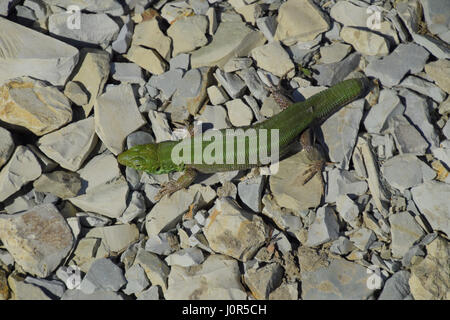 Un ordinario quick ramarro. Lizard in macerie. Biacco, lacertid lizard Foto Stock