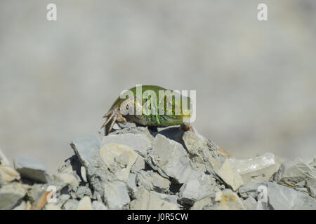 Un ordinario quick ramarro. Lizard in macerie. Biacco, lacertid lizard Foto Stock