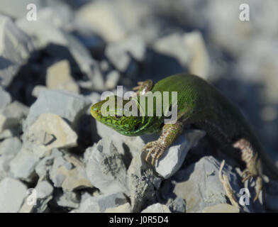 Un ordinario quick ramarro. Lizard in macerie. Biacco, lacertid lizard Foto Stock