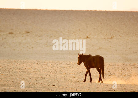 Wild Deserto Namibiano cavallo. Foto Stock