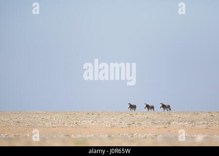 Haartmans mountain Zebra. Foto Stock