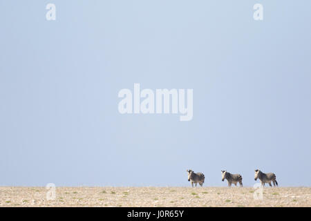 Haartmans mountain Zebra. Foto Stock