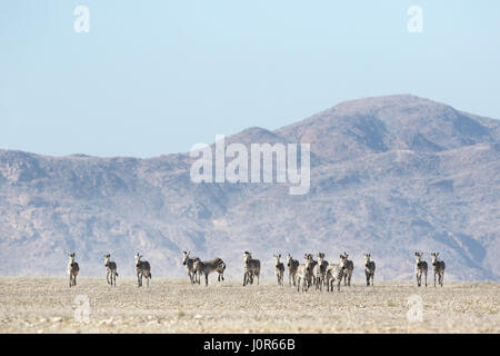 Haartmans mountain Zebra. Foto Stock