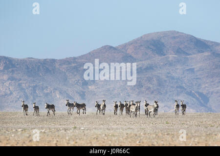 Haartmans mountain Zebra. Foto Stock