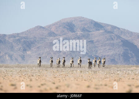 Haartmans mountain Zebra. Foto Stock