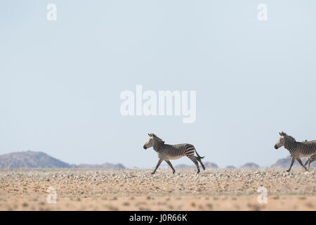 Haartmans mountain Zebra. Foto Stock