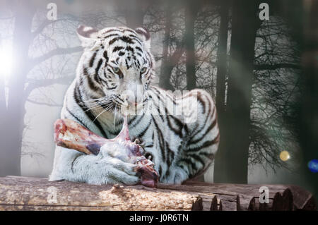 Wild white tiger mangia un pezzo di carne Foto Stock