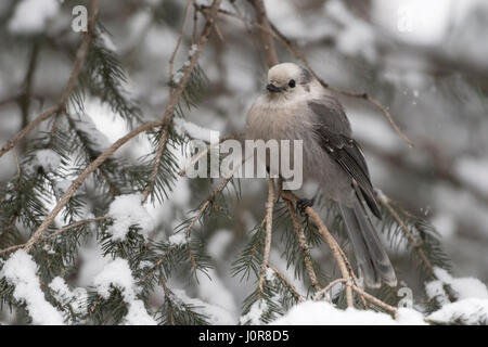 Gray jay / Meisenhaeher ( Perisoreus canadensis ), adulti in inverno, appollaiato su un ramoscello di una coperta di neve delle conifere, Montana, USA. Foto Stock