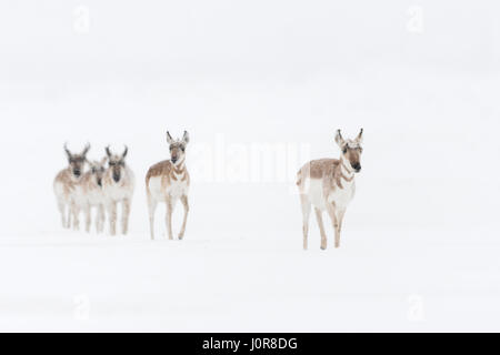 Pronghorns / gabelboecke ( Antilocapra americana ) / gabelantilope, piccolo gruppo in inverno, camminando attraverso la neve in una fila, Montana, USA. Foto Stock