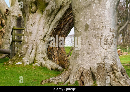 Antichi faggi su Linley collina vicino Norbury, Shropshire, Inghilterra, Regno Unito Foto Stock