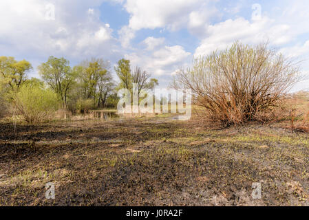 Zona umida, bruciato terreni incolti e boschi all'inizio della primavera. Giovani Typha latifolia sono in crescita sulla terra bruciata. Foto Stock