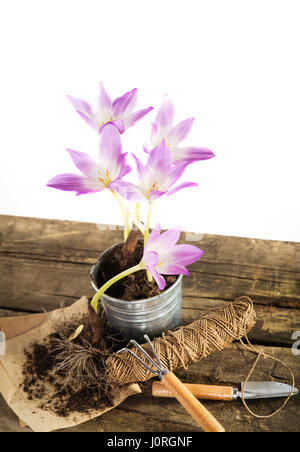 Idea di giardinaggio strumenti fiore viola in una pentola Foto Stock