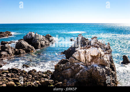 Ocean rocce con pellicani marroni a Vina del Mar, Cile Foto Stock