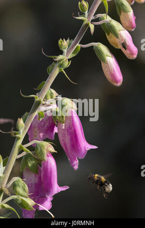 Un bombo che si avvicinano ad un Foxglove Foto Stock