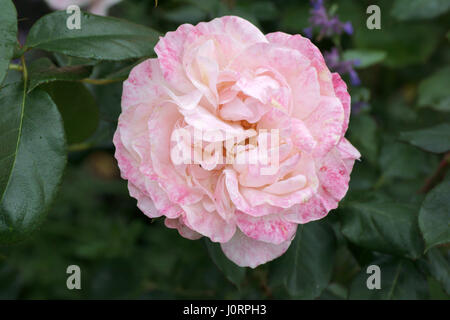 Rosa inglese "miss" Foto Stock