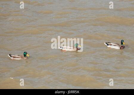 Londra, Regno Unito. Il 15 aprile 2017. I londinesi e turisti per vedere i siti questo fine settimana di Pasqua. Credit:claire doherty/Alamy Live News Foto Stock