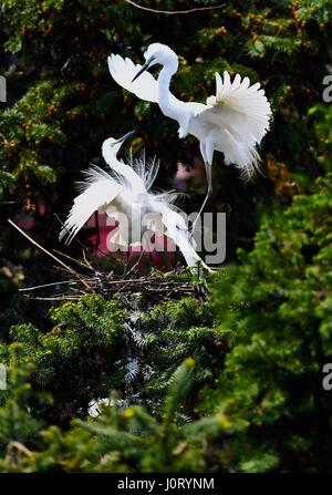 Nanchang, cinese della provincia di Jiangxi. Xiv Apr, 2017. Garzette sono visti al Xiangshan Forest Park di Nanchang City, a est della capitale cinese della provincia di Jiangxi, 14 aprile 2017. Credito: Hu Chenhuan/Xinhua/Alamy Live News Foto Stock