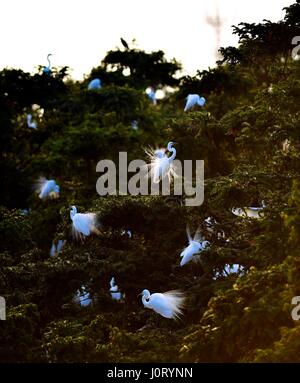 Nanchang, cinese della provincia di Jiangxi. Xiv Apr, 2017. Garzette sono visti al Xiangshan Forest Park di Nanchang City, a est della capitale cinese della provincia di Jiangxi, 14 aprile 2017. Credito: Hu Chenhuan/Xinhua/Alamy Live News Foto Stock