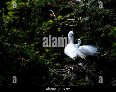 Nanchang, cinese della provincia di Jiangxi. Xiv Apr, 2017. Garzette sono visti al Xiangshan Forest Park di Nanchang City, a est della capitale cinese della provincia di Jiangxi, 14 aprile 2017. Credito: Hu Chenhuan/Xinhua/Alamy Live News Foto Stock